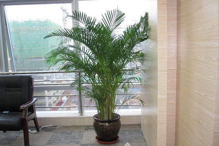 散尾葵怎么种植