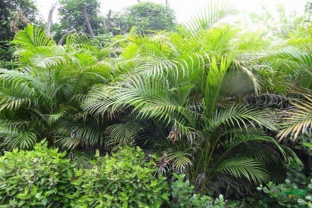 散尾葵怎么种植