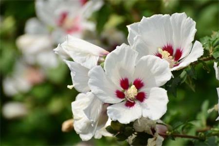 木槿花怎么种植家庭养法(附过冬方法)