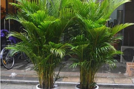 散尾葵怎么种植