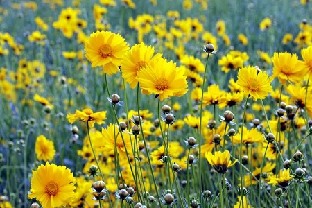 大花金鸡菊怎么种植