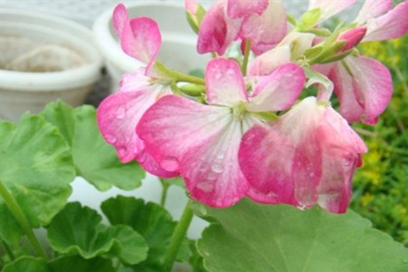 木槿花怎么种植家庭养法(附过冬方法)