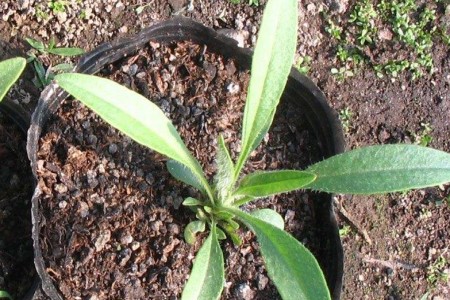 大花金鸡菊怎么种植