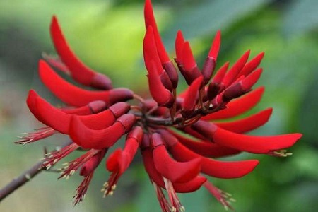 龙牙花的养殖方法和注意些什么