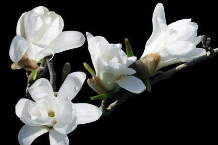 木兰花春天怎么种植