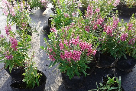 香彩雀怎么种植