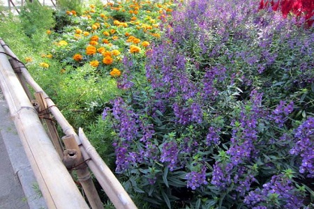 香彩雀怎么种植