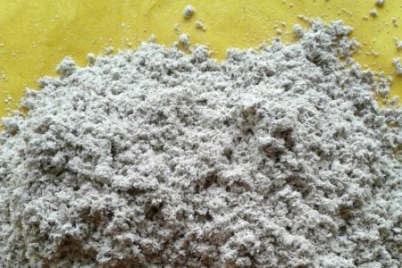 香彩雀怎么种植