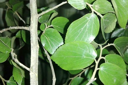 紫檀树怎么种植