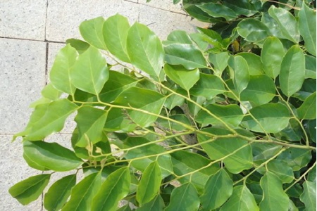 紫檀树怎么种植