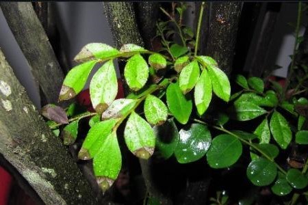 紫檀树怎么种植