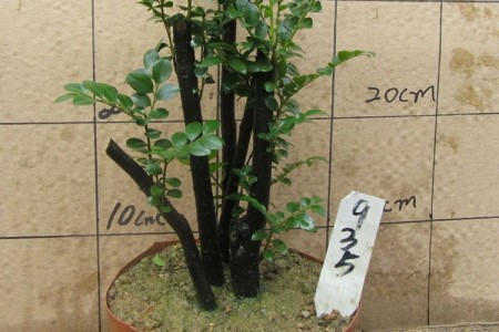 紫檀树怎么种植