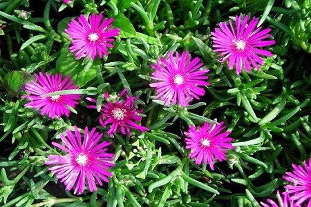 松叶菊的养殖方法和注意些什么