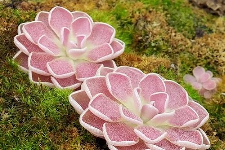 捕虫堇怎么种植