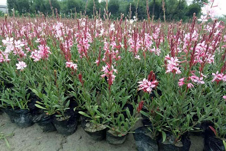 千鸟花的养殖方法和注意些什么