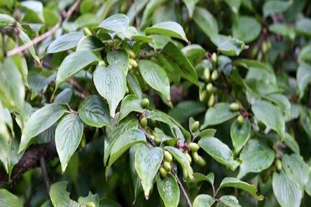 山茱萸的养殖方法和注意些什么