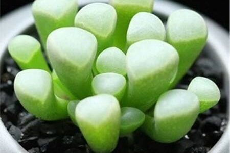 五十铃玉的养殖方法和注意些什么