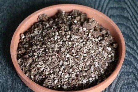 五十铃玉的养殖方法和注意些什么