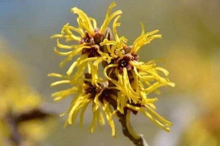 金缕梅的养殖方法和注意些什么