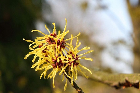 金缕梅的养殖方法和注意些什么