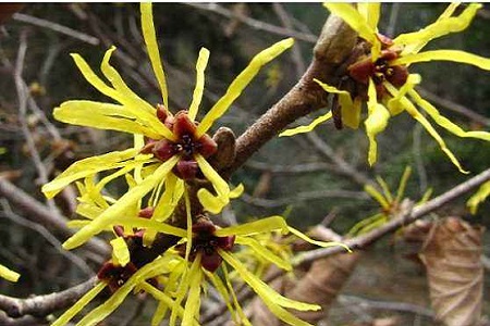 金缕梅的养殖方法和注意些什么