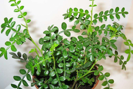 清香木怎么种植