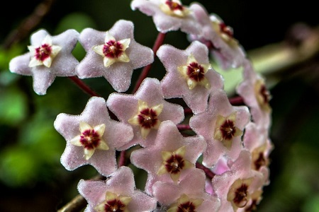 球兰冬季怎么种植