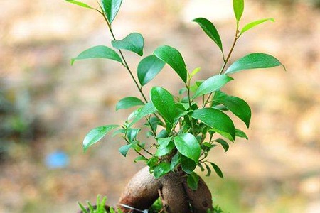 人参榕冬天怎么种植