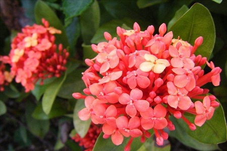 球兰冬季怎么种植