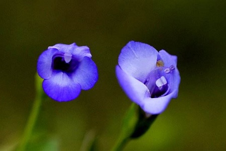 蓝猪耳怎么种植