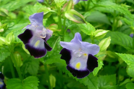 蓝猪耳怎么种植