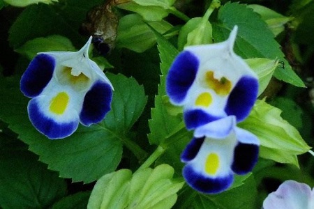 蓝猪耳怎么种植