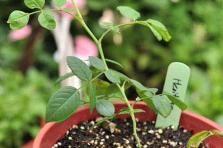 扦插小苗怎么种植