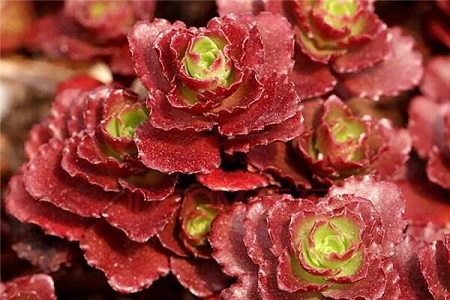 小球玫瑰的养殖方法和注意些什么