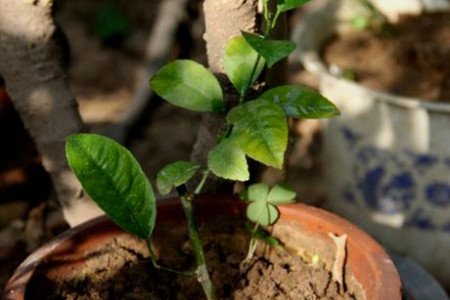 扦插小苗怎么种植