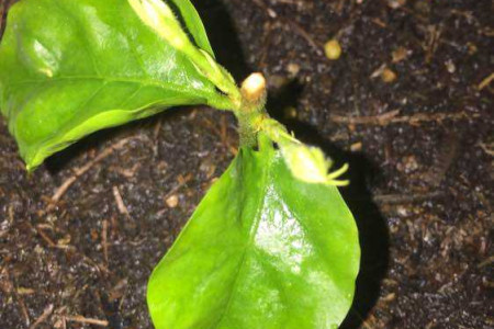 扦插小苗怎么种植