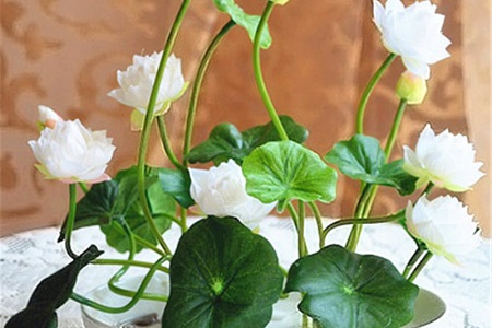 碗莲的养殖方法和注意些什么