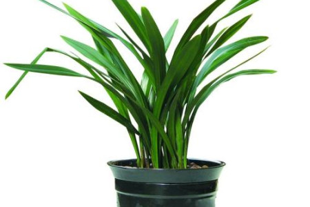 墨兰夏天阳台怎么种植