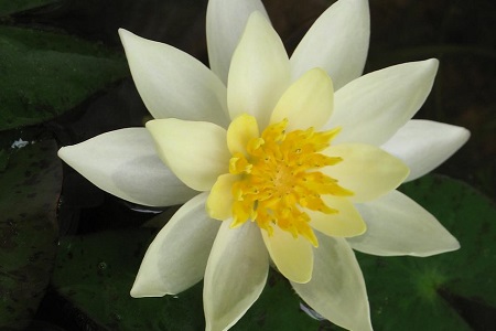 碗莲的养殖方法和注意些什么