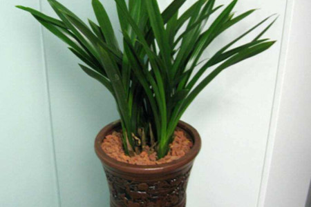 墨兰夏天阳台怎么种植