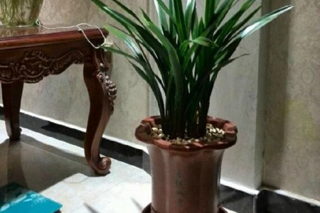 墨兰夏天阳台怎么种植