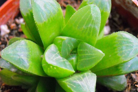 多肉植物寿怎么种植