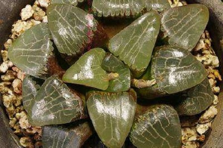 多肉植物寿怎么种植