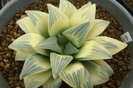 十二卷多肉怎么种植