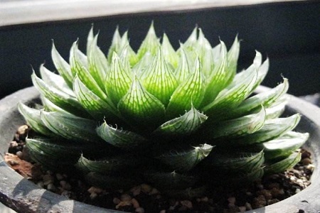 十二卷多肉怎么种植