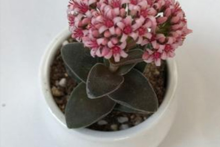 神童多肉怎么种植