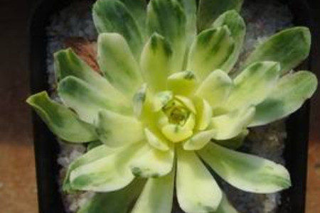 神童多肉怎么种植