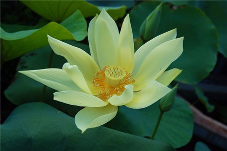 碗莲怎么种植，要要注意什么