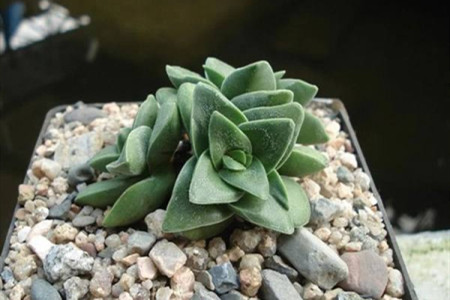 神童多肉怎么种植