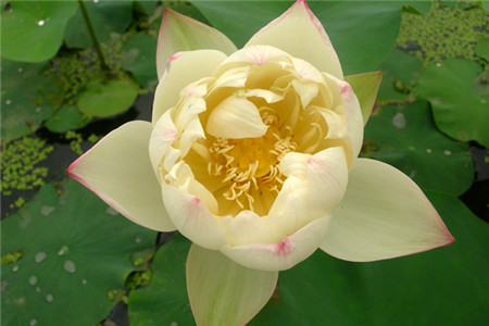 碗莲怎么种植，要要注意什么